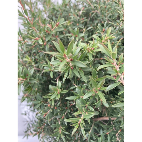 40 - TWO LEPTOSPERMUM 'SUNSHINE' PINK STANDARD TREES APPROX 80CM IN HEIGHT IN 7 LTR POTS PLUS VAT TO BE S... 