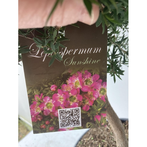 40 - TWO LEPTOSPERMUM 'SUNSHINE' PINK STANDARD TREES APPROX 80CM IN HEIGHT IN 7 LTR POTS PLUS VAT TO BE S... 