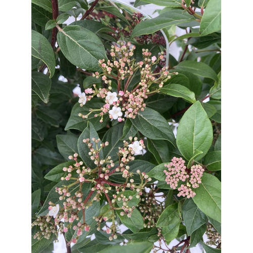 43 - TWO VIBURNUM TINUS 'SPIRIT' APPROX 80CM IN HEIGHT IN 7 LTR POTS PLUS VAT TO BE SOLD FOR THE TWO