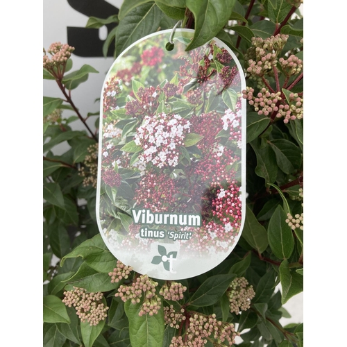 43 - TWO VIBURNUM TINUS 'SPIRIT' APPROX 80CM IN HEIGHT IN 7 LTR POTS PLUS VAT TO BE SOLD FOR THE TWO