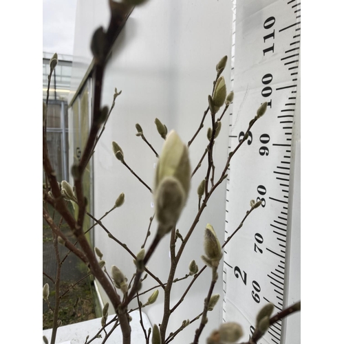 44 - ONE MAGNOLIA STELLATA 'ROYAL STAR' APPROX 110CM IN HEIGHT IN A 7 LTR POT PLUS VAT