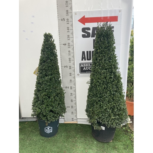 5 - TWO ILEX CRENATA JAPANESE HOLLY DARK GREEN APPROX 130CM IN HEIGHT IN 10 LTR POTS PLUS VAT TO BE SOLD... 