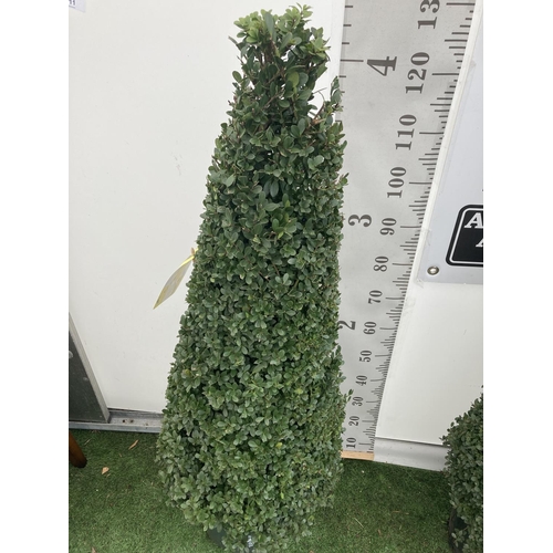 5 - TWO ILEX CRENATA JAPANESE HOLLY DARK GREEN APPROX 130CM IN HEIGHT IN 10 LTR POTS PLUS VAT TO BE SOLD... 