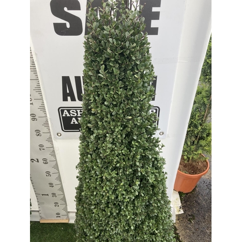 5 - TWO ILEX CRENATA JAPANESE HOLLY DARK GREEN APPROX 130CM IN HEIGHT IN 10 LTR POTS PLUS VAT TO BE SOLD... 