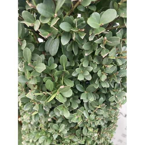 5 - TWO ILEX CRENATA JAPANESE HOLLY DARK GREEN APPROX 130CM IN HEIGHT IN 10 LTR POTS PLUS VAT TO BE SOLD... 