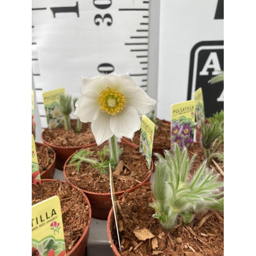 53 - TWENTY MIXED VARIETIES OF PULSATILLA ON A TRAY WHITE BLUE VIOLET AND DARK RED COLOURS PLUS VAT TO BE... 