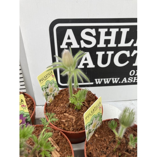 53 - TWENTY MIXED VARIETIES OF PULSATILLA ON A TRAY WHITE BLUE VIOLET AND DARK RED COLOURS PLUS VAT TO BE... 