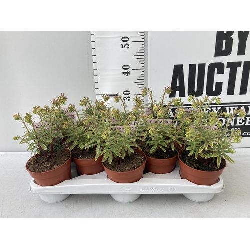 54 - TEN EUPHORBIA PLANTS ON A TRAY 'ASCOT RAINBOW' IN 1 LITRE POTS PLUS VAT TO BE SOLD FOR THE TEN