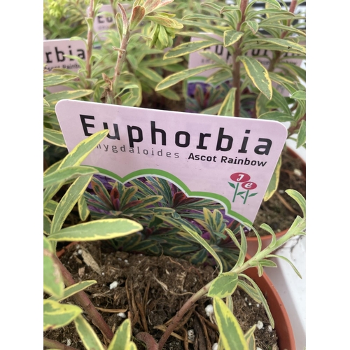 54 - TEN EUPHORBIA PLANTS ON A TRAY 'ASCOT RAINBOW' IN 1 LITRE POTS PLUS VAT TO BE SOLD FOR THE TEN