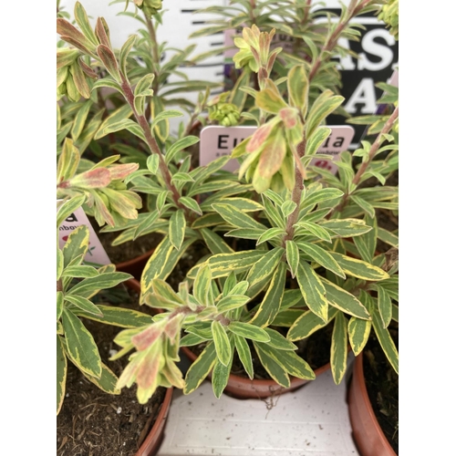 54 - TEN EUPHORBIA PLANTS ON A TRAY 'ASCOT RAINBOW' IN 1 LITRE POTS PLUS VAT TO BE SOLD FOR THE TEN