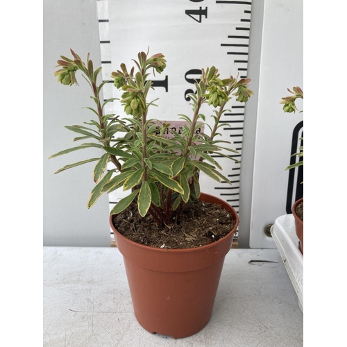 54 - TEN EUPHORBIA PLANTS ON A TRAY 'ASCOT RAINBOW' IN 1 LITRE POTS PLUS VAT TO BE SOLD FOR THE TEN