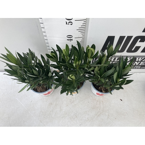 56 - THREE NERIUM OLEANDER PLANTS IN 2 LTR POTS APPROX 50CM IN HEIGHT PLUS VAT TO BE SOLD FOR THE THREE