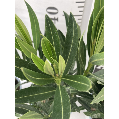 56 - THREE NERIUM OLEANDER PLANTS IN 2 LTR POTS APPROX 50CM IN HEIGHT PLUS VAT TO BE SOLD FOR THE THREE