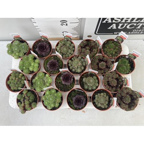 59 - TWENTY VARIOUS SEMPERVIVUM PLANTS ON A TRAY PLUS VAT TO BE SOLD FOR THE TWENTY