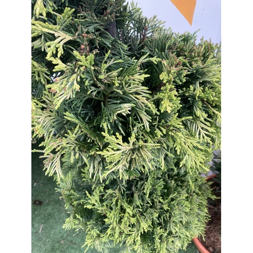 6 - TWO SPIRAL CUPRESSOCYPARIS LEYLANDII 'GOLD RIDER' OVER 150CM IN HEIGHT IN 15LTR POTS TO BE SOLD FOR ... 