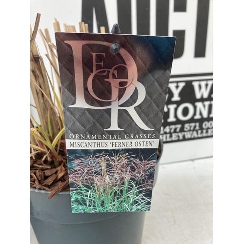 61 - TWO ORNAMENTAL GRASSES 'FERNER OSTEN' IN 10 LITRE POTS APPROX 30CM IN HEIGHT PLUS VAT TO BE SOLD FOR... 