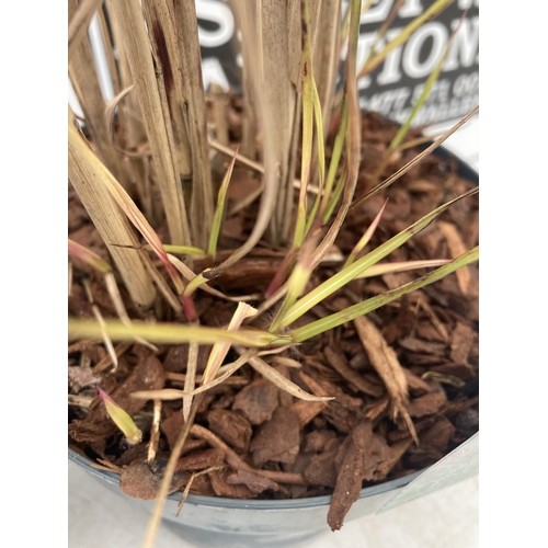 61 - TWO ORNAMENTAL GRASSES 'FERNER OSTEN' IN 10 LITRE POTS APPROX 30CM IN HEIGHT PLUS VAT TO BE SOLD FOR... 