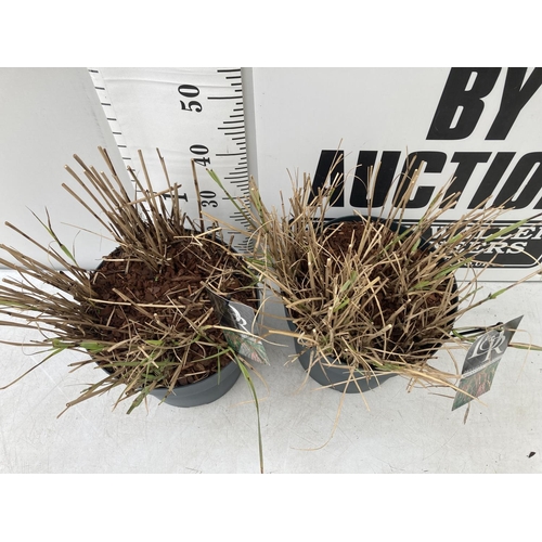 65 - TWO ORNAMENTAL GRASSES 'MISCANTHUS FLAMINGO' IN 10 LITRE POTS APPROX 30CM IN HEIGHT PLUS VAT TO BE S... 