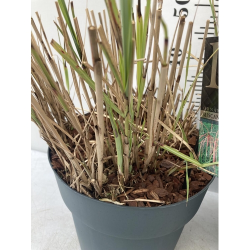 65 - TWO ORNAMENTAL GRASSES 'MISCANTHUS FLAMINGO' IN 10 LITRE POTS APPROX 30CM IN HEIGHT PLUS VAT TO BE S... 