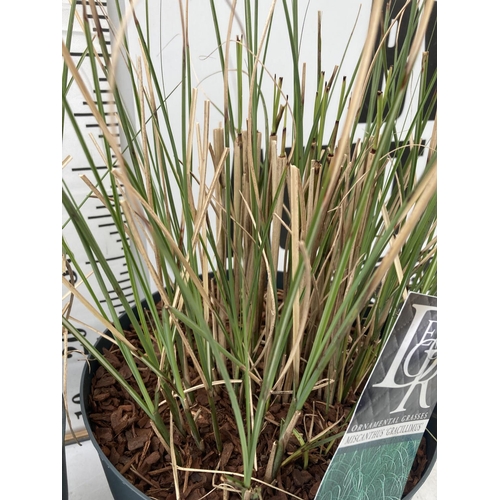 66 - TWO ORNAMENTAL GRASSES 'GRACILLIMUS' IN 10 LITRE POTS APPROX 60CM IN HEIGHT PLUS VAT TO BE SOLD FOR ... 