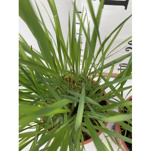 67 - TWO ORNAMENTAL GRASSES 'CALAMAGROSTIS BRACHYTRICHA' APPROX 40CM IN HEIGHT IN 1 LTR POTS PLUS VAT TO ... 