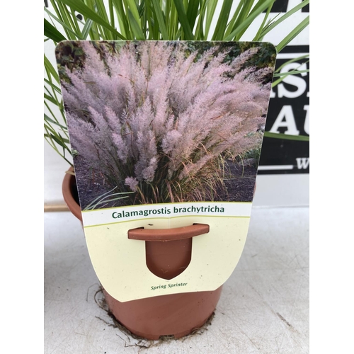 67 - TWO ORNAMENTAL GRASSES 'CALAMAGROSTIS BRACHYTRICHA' APPROX 40CM IN HEIGHT IN 1 LTR POTS PLUS VAT TO ... 