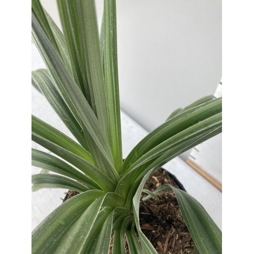 68 - TWO ASTELIA 'SILVER SHADOW' PLANTS APPROX 50CM IN HEIGHT IN 2 LTR POTS PLUS VAT TO BE SOLD FOR THE T... 