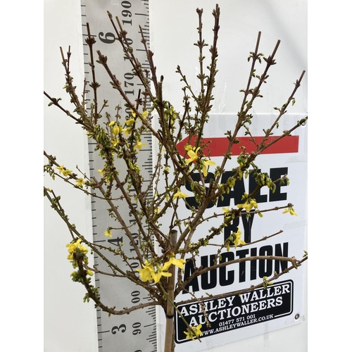 7 - A FORSYTHIA XINTERMEDIA 'COURTALYN' TREE APPROX 190CM IN HEIGHT IN A 7 LTR POT PLUS VAT