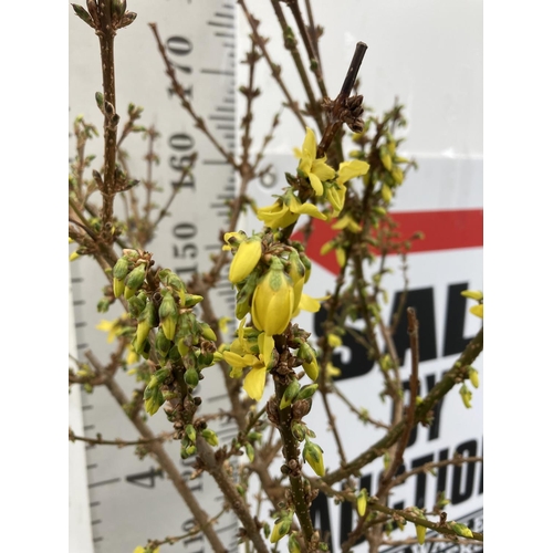 7 - A FORSYTHIA XINTERMEDIA 'COURTALYN' TREE APPROX 190CM IN HEIGHT IN A 7 LTR POT PLUS VAT