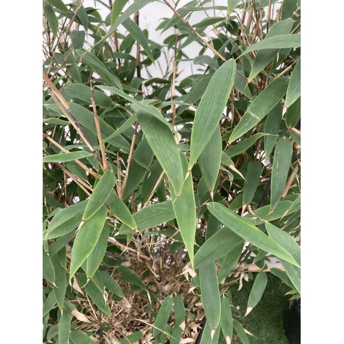 8 - TWO LARGE BAMBOO FARGESIA 'RED ZEBRA' AND 'MALACHITE MONKEYS' APPROX 180CM IN HEIGHT IN 10 LTR POTS ... 