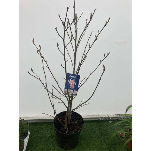 81 - ONE MAGNOLIA 'BETTY' APPROX 120CM IN HEIGHT IN A 7 LTR POT PLUS VAT