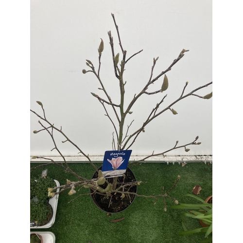 81 - ONE MAGNOLIA 'BETTY' APPROX 120CM IN HEIGHT IN A 7 LTR POT PLUS VAT