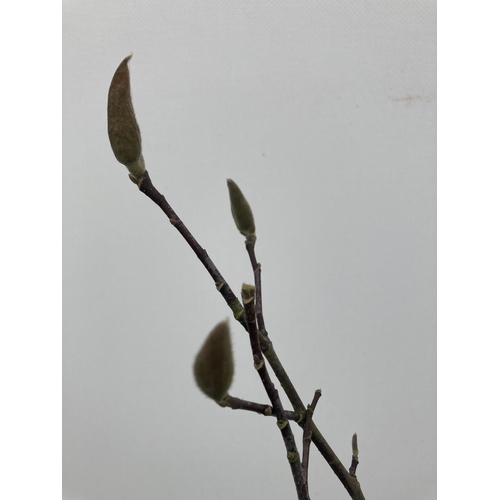 81 - ONE MAGNOLIA 'BETTY' APPROX 120CM IN HEIGHT IN A 7 LTR POT PLUS VAT