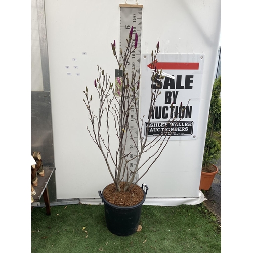 95 - A LARGE MAGNOLIA PINK 'SUSAN' TREE OVER 2 METRES IN HEIGHT IN A 10 LTR POT PLUS VAT