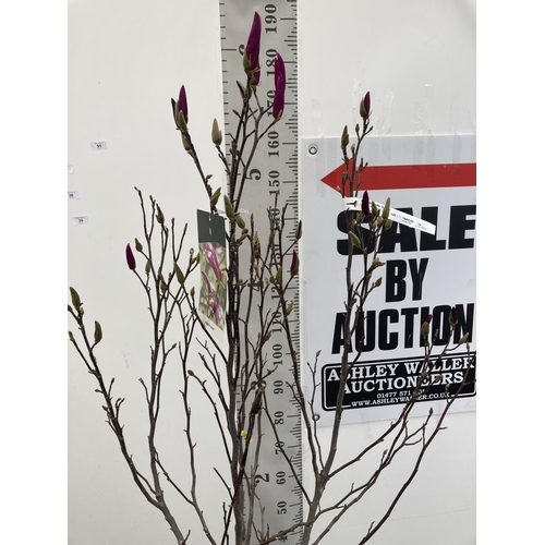 95 - A LARGE MAGNOLIA PINK 'SUSAN' TREE OVER 2 METRES IN HEIGHT IN A 10 LTR POT PLUS VAT