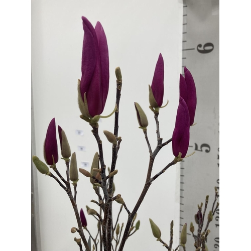 95 - A LARGE MAGNOLIA PINK 'SUSAN' TREE OVER 2 METRES IN HEIGHT IN A 10 LTR POT PLUS VAT