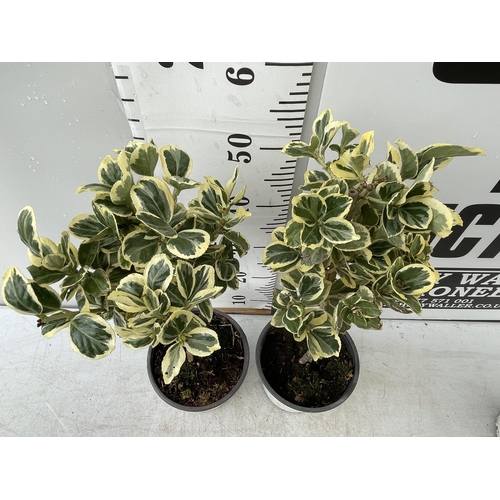 115 - TWO EUONYMUS STANDARD TREES APPROX 60CM IN HEIGHT IN 2 LTR POTS PLUS VAT TO BE SOLD FOR THE TWO