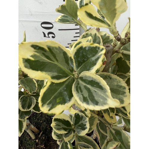 115 - TWO EUONYMUS STANDARD TREES APPROX 60CM IN HEIGHT IN 2 LTR POTS PLUS VAT TO BE SOLD FOR THE TWO