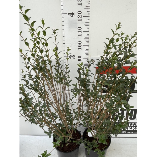 126 - TWO BURKWOOD OSMANTHUS SHRUBS OVER 1 METRE IN HEIGHT IN 7 LTR POTS PLUS VAT TO BE SOLD FOR THE TWO