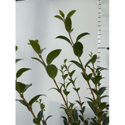 126 - TWO BURKWOOD OSMANTHUS SHRUBS OVER 1 METRE IN HEIGHT IN 7 LTR POTS PLUS VAT TO BE SOLD FOR THE TWO