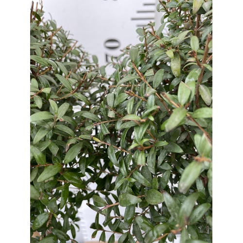 128 - TWO MYRTUS SELECTION STANDARD TREES APPROX 80CM IN HEIGHT IN 3 LTR POTS PLUS VAT TO BE SOLD FOR THE ... 