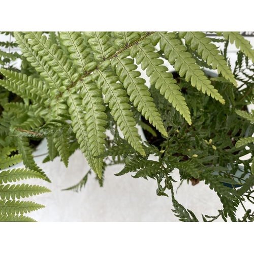 129 - TWO FERNS 'DRYOPTERIS ERYTHROSORA' AND 'DRYOPTERIS AFFINIS' APPROX 40CM IN HEIGHT IN 2 LTR POTS TO B... 