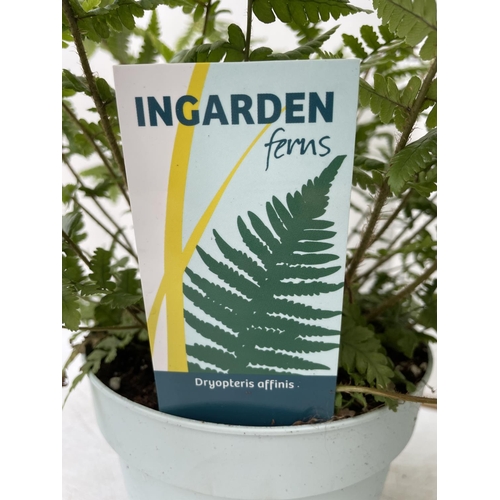 129 - TWO FERNS 'DRYOPTERIS ERYTHROSORA' AND 'DRYOPTERIS AFFINIS' APPROX 40CM IN HEIGHT IN 2 LTR POTS TO B... 