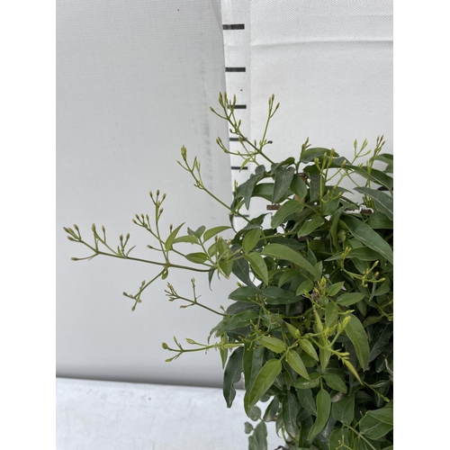 145 - ONE JASMINE POLYANTHUM ON A TRELLIS APPROX 50CM IN HEIGHT PATIO READY IN A 1 LTR POT PLUS VAT