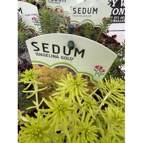 172 - TEN MIXED VARIETIES OF SEDUM INCLUDING 'RUBY GLOW, ANGELINA, VOODOO AND SILVER STONE' IN 1 LTR POTS ... 