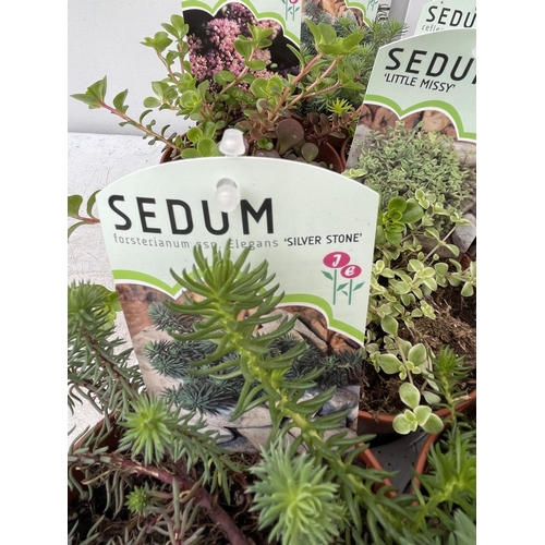 172 - TEN MIXED VARIETIES OF SEDUM INCLUDING 'RUBY GLOW, ANGELINA, VOODOO AND SILVER STONE' IN 1 LTR POTS ... 