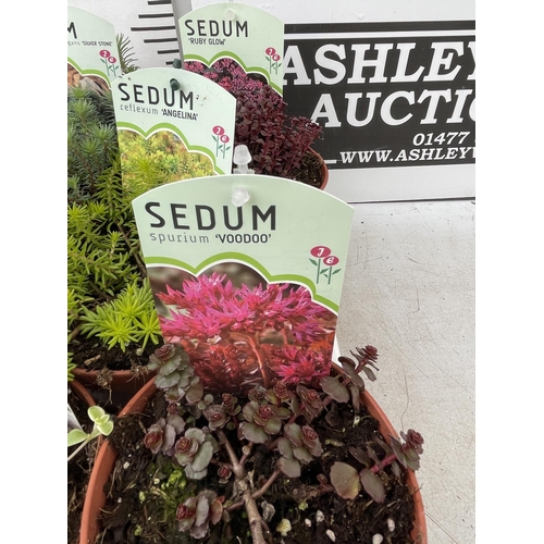 172 - TEN MIXED VARIETIES OF SEDUM INCLUDING 'RUBY GLOW, ANGELINA, VOODOO AND SILVER STONE' IN 1 LTR POTS ... 