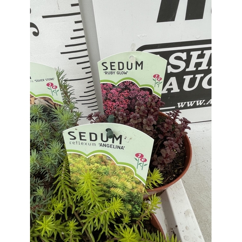 172 - TEN MIXED VARIETIES OF SEDUM INCLUDING 'RUBY GLOW, ANGELINA, VOODOO AND SILVER STONE' IN 1 LTR POTS ... 