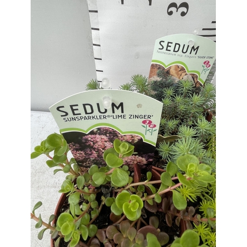 172 - TEN MIXED VARIETIES OF SEDUM INCLUDING 'RUBY GLOW, ANGELINA, VOODOO AND SILVER STONE' IN 1 LTR POTS ... 