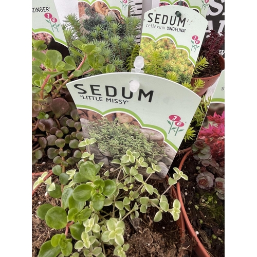 172 - TEN MIXED VARIETIES OF SEDUM INCLUDING 'RUBY GLOW, ANGELINA, VOODOO AND SILVER STONE' IN 1 LTR POTS ... 